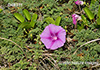 Ipomoea pes-caprae